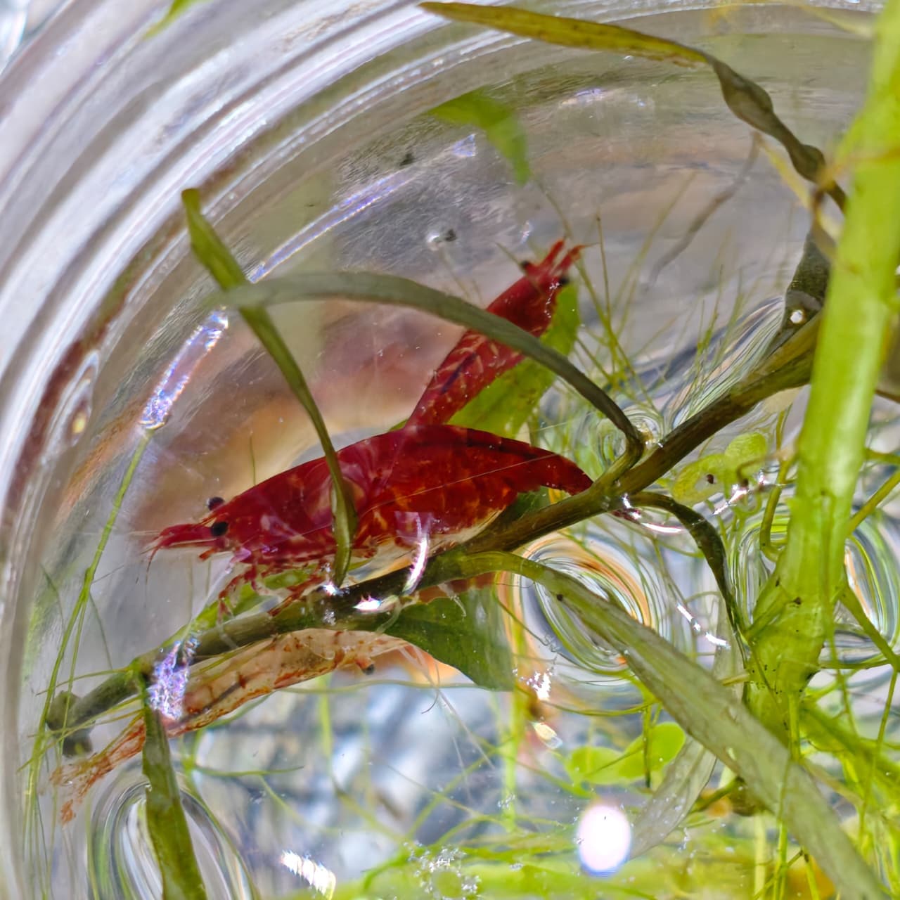 shrimp bowl
