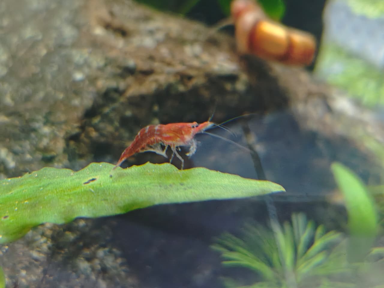 shrimp closeup