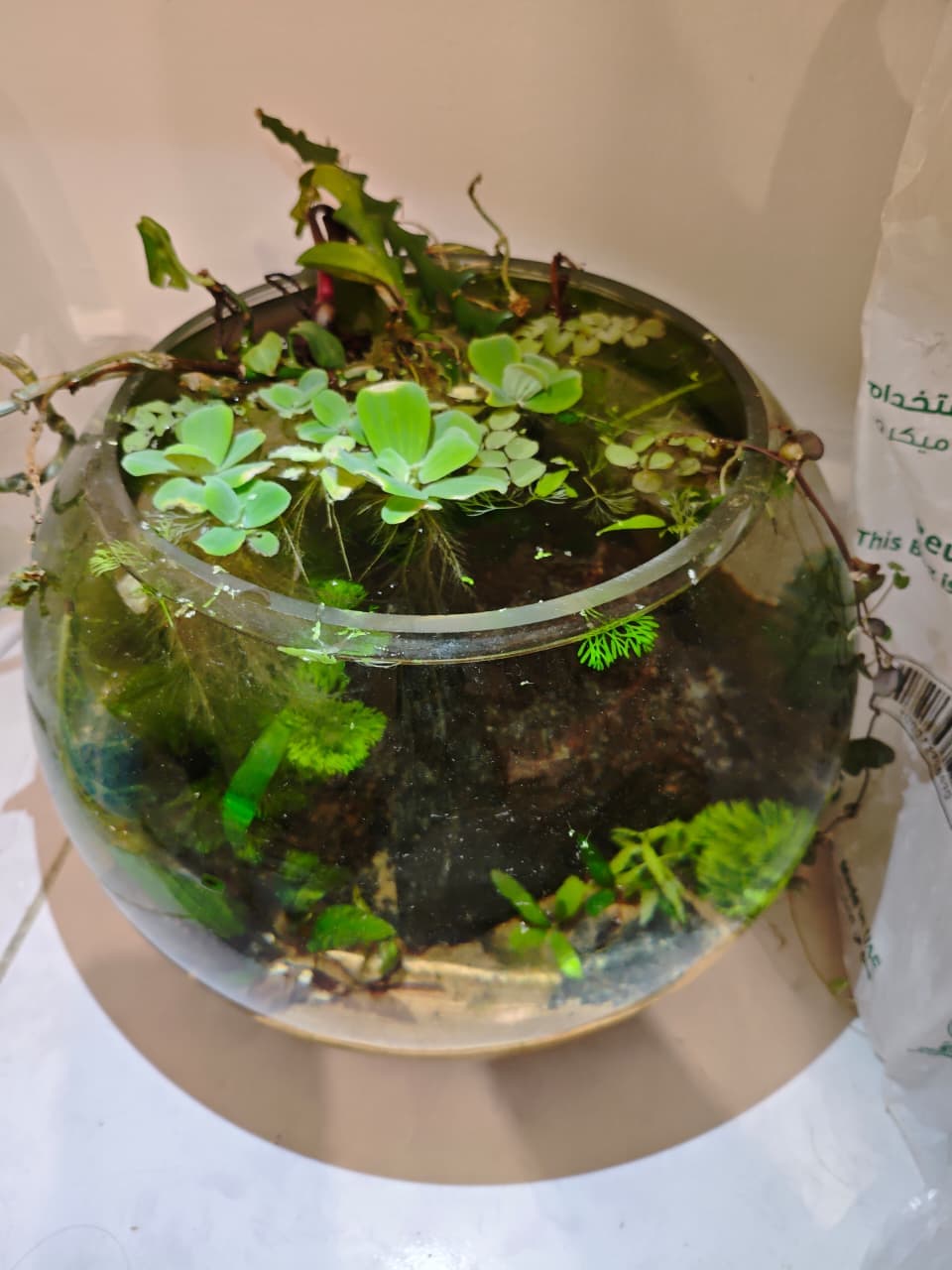 shrimp tank